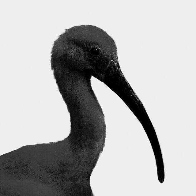 Grayscale Ibis